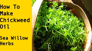 How to Make Chickweed Infused Herbal Oil [upl. by Benedikt]