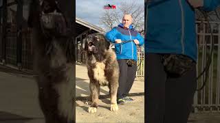 Very big dogs dogdogs pets caucasianshepherd jozodogs bigdog puppy [upl. by Lourie431]