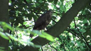 Vroege Vogels  Krijsende buizerd [upl. by Dionne]