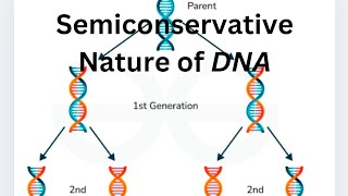 Semiconservative Nature of DNA Ch5 class 12th trystwithbiology8806 [upl. by Abie281]