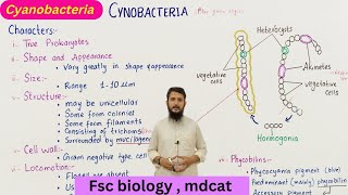 Cyanobacteria  structure and characteristics of cyanobacteria  class 11 [upl. by Wilbur]