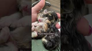 Newborn Maine Coon kittens via emergency Csection [upl. by Farleigh]