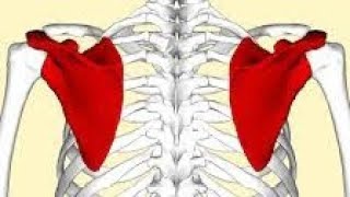 La scapula lomoplate [upl. by Woodrow]