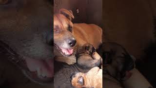 Cute Puppies Fighting for Their Mother Dog Love 🐾 adorablepuppies puppylife dogcare [upl. by Solly]