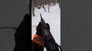 🐗 hunting chasse охота wildboar caccia hog [upl. by Hege]