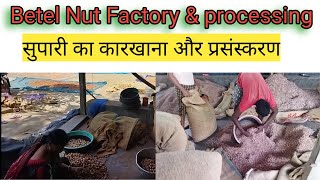 Betel Nut Factory And Processing  Supari Processing How To Start Supari Business [upl. by Oscar]