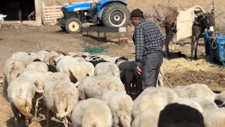 KOYUNCULUK BÖYLE YAPILIRSA ÇOK PARA KAZANIR  EVİMİ TARLAMI BU KOYUNLAR SAYESİNDE ALDIM [upl. by Tanner]