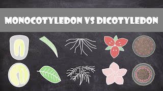 Differences between Monocots and Dicots  Plant Biology [upl. by Ynattib]