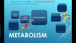 Metabolism Intro 2016 IB Biology [upl. by Ridinger497]