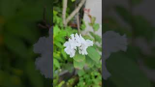 Lagerstroemia indica L white bằng lăng sẻ trắng [upl. by Ritch]