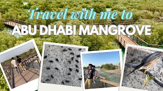 The Lush Mangroves of Abu Dhabi A Nature Lovers Guide [upl. by Allrud]