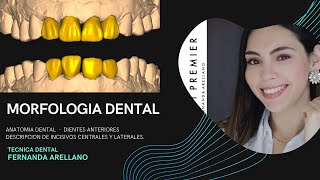 MORFOLOGIA DENTAL  COMO DESCRIBIR SECTOR ANTERIORES INCISIVOS CENTRALES Y LATERALES  Parte I [upl. by Nek959]