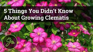 5 Things You Didn’t Know About Growing Clematis  Discover The Secret To Growing Beautiful Vines [upl. by Areit]