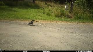 Raven surprised to find 2 eggs [upl. by Rafe]