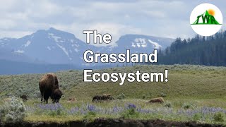 Ecosystems Episode 3 The Grassland Ecosystem [upl. by Adiol]