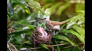 Yellowvented bulbul [upl. by Enixam998]