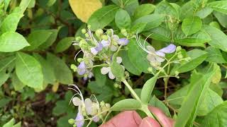 This flower looks like a blue butterfly [upl. by Eiroj]