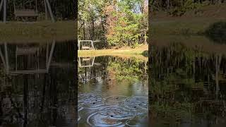 Pinecone Drop splashpool fall reflection [upl. by Alburg]