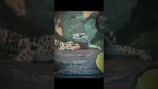 Beautiful GAMEBO gecko leopardgecko fyp shots YouTube capcut reptiles gamebothegecko￼ [upl. by Sihtnyc852]