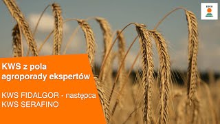 KWS FIDALGOR  następca KWS SERAFINO  KWS z pola AGROPORADY EKSPERTÓW [upl. by Dougie]