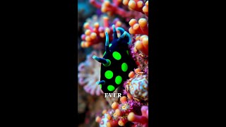 Meet the Toxic Sea Slug That Glows with Danger [upl. by Tammi77]