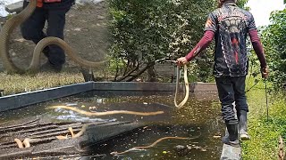 Swimming pool na puno ng Cobra [upl. by Seabury]