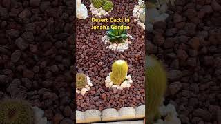 Desert 🌵 Cacti in Jonah’s Garden  love cacti [upl. by Earahs]