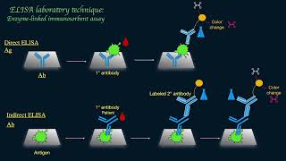 ELISA Enzymelinked Immunosorbent Assay Schematically [upl. by Lucian]