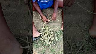 Vine Cutting for Pointed Gourd shorts [upl. by Nawat]