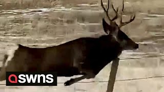 Deer galloping through Colorado field falls flat on its antlers  SWNS [upl. by Asiela]