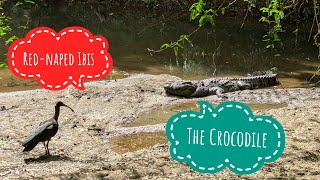 The Crocodile And Rednaped Ibis [upl. by Cummine]