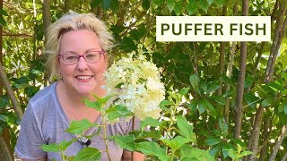 Puffer Fish Hydrangea Care and Planting [upl. by Evelyn]