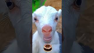 Goat 🐐 shorts sound animals part3 cute 🐐🐐🐐🐐🐐🐐🐐🐐🐐🐐🐐🐐🐐🐐🐐🐐🐐🐐🐐🐐🐐 [upl. by Luoar53]