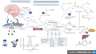 ANALGÉSICOS Y ANTIPIRÉTICOS  Acetaminofen  MECANISMO DE ACCIÓN aines acetaminophen [upl. by Noll]