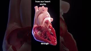 How Your Heart Pumps Blood The Engine of Life [upl. by Ruby]