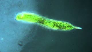 Euglena oxyura protiste vert [upl. by Ujawernalo]