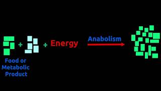 Catabolism and Anabolism  How does body produce energy and use it for growth [upl. by Oneladgam631]