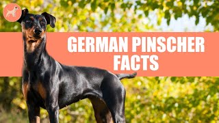 German Pinscher Dog Breed 9 Amazing Facts You Must Know [upl. by Ebby835]