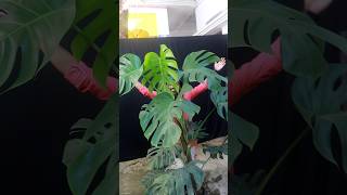 Monstera deliciosa video Coming soon monstera monsteradeliciosa [upl. by Inobe]