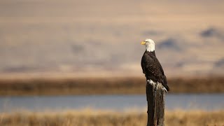 Bald Eagles Are Showing Up On The Bear River Bird Refuge For Winter Birdwatching [upl. by Chloras]