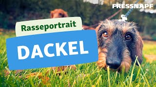 Dackel Rasse  Rasseportrait  FRESSNAPF [upl. by Josie]