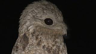 A Great Potoo or a magical creature Nyctibius grandis [upl. by Llib278]