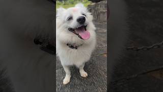 Cute 🥰 dog happy moment shorts youtubeshorts dog [upl. by Ajnos]