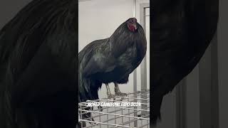 World Gamefowl Expo 2024 at World Trade Center [upl. by Annawt]