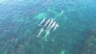 Cape Jervis Dolphins playing [upl. by Akoyn]