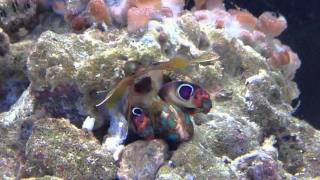 Purple Spot Mantis Shrimp  15quot long  Gonodactylus smithii [upl. by Orihakat195]