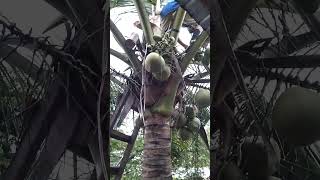 Tuba made coconut vine  туба изготовление кокосового вина [upl. by Frasco]