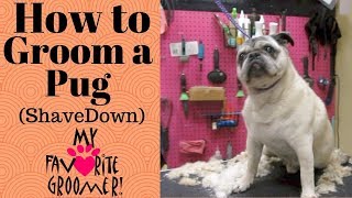 How to Groom a Pug [upl. by Luehrmann]