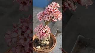 ADENIUM FLOWER GARDENING FLOWERS ADENIUM PRUNING FLOWERINGPLANT PLANTS ADENIUMGRAFTING [upl. by Norel491]