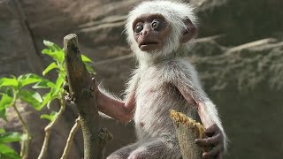 Monkey Troop Mourns the Death of Baby Together  BBC Earth [upl. by Iloj]